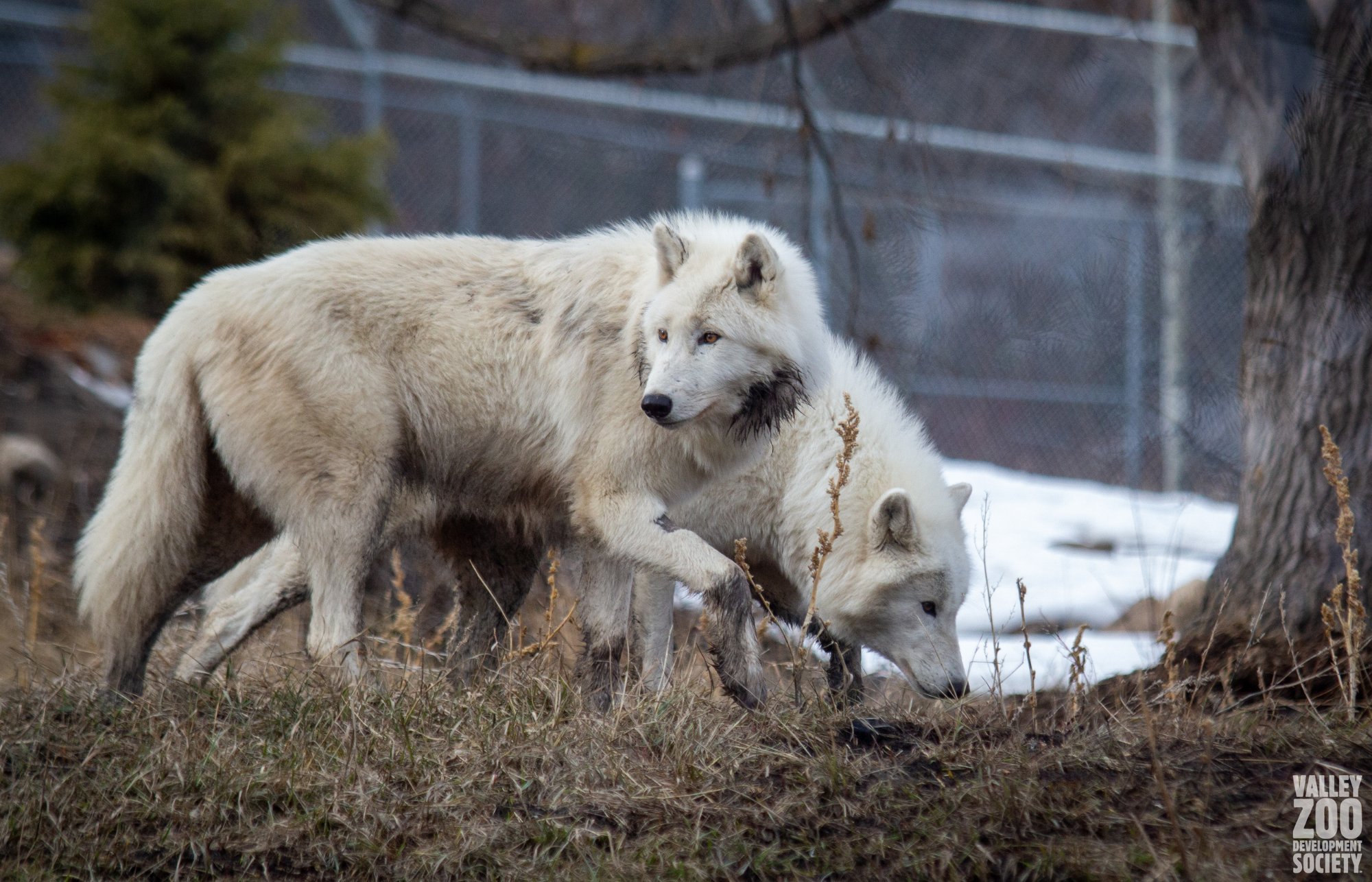 🐘 아키타시 오모리야마 동물원(아키타시 오모리야마 도오부츠엔) 이미지 7